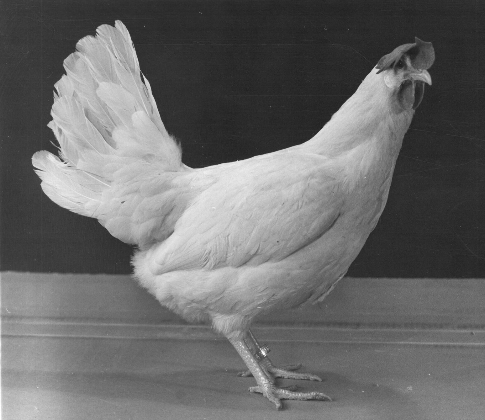 Chicken!